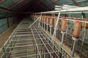 Empty sow stall shed - Closed and empty - Captured at Tennessee Piggery, Kingsvale NSW Australia.