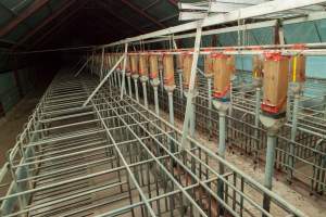 Empty sow stall shed - Closed and empty - Captured at Tennessee Piggery, Kingsvale NSW Australia.