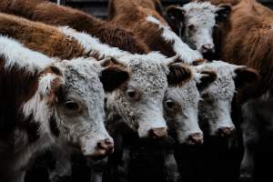 Captured at Victorian Livestock Exchange - Pakenham, Pakenham VIC Australia.