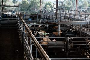 Captured at Victorian Livestock Exchange - Pakenham, Pakenham VIC Australia.