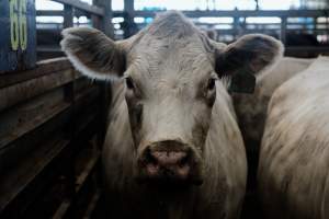 Captured at Victorian Livestock Exchange - Pakenham, Pakenham VIC Australia.