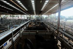 Captured at Victorian Livestock Exchange - Pakenham, Pakenham VIC Australia.