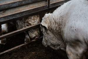 Captured at Victorian Livestock Exchange - Pakenham, Pakenham VIC Australia.