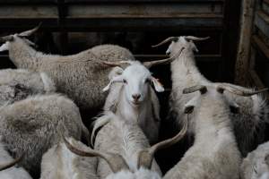 Captured at Victorian Livestock Exchange - Pakenham, Pakenham VIC Australia.