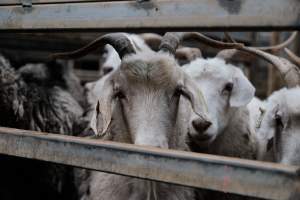 Captured at Victorian Livestock Exchange - Pakenham, Pakenham VIC Australia.