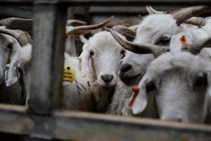 Captured at Victorian Livestock Exchange - Pakenham, Pakenham VIC Australia.