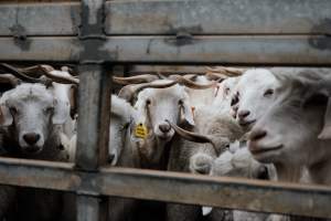 Captured at Victorian Livestock Exchange - Pakenham, Pakenham VIC Australia.