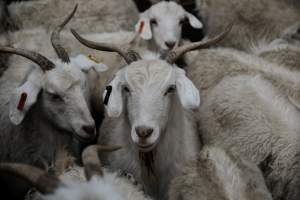 Captured at Victorian Livestock Exchange - Pakenham, Pakenham VIC Australia.