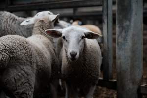 Captured at Victorian Livestock Exchange - Pakenham, Pakenham VIC Australia.