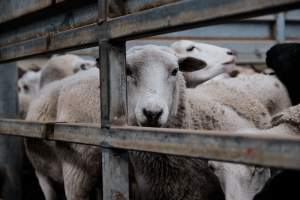 Captured at Victorian Livestock Exchange - Pakenham, Pakenham VIC Australia.