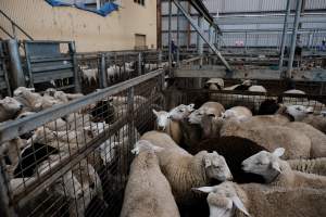 Captured at Victorian Livestock Exchange - Pakenham, Pakenham VIC Australia.