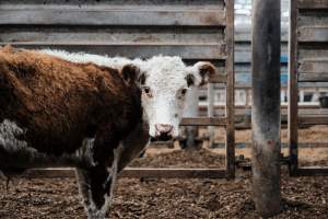 Captured at Victorian Livestock Exchange - Pakenham, Pakenham VIC Australia.