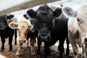 Captured at Victorian Livestock Exchange - Pakenham, Pakenham VIC Australia.