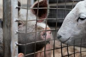 Captured at Victorian Livestock Exchange - Pakenham, Pakenham VIC Australia.