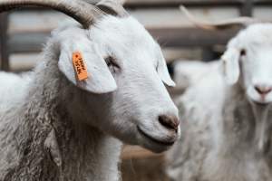 Captured at Victorian Livestock Exchange - Pakenham, Pakenham VIC Australia.