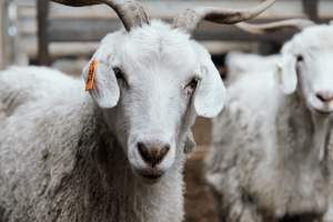 Captured at Victorian Livestock Exchange - Pakenham, Pakenham VIC Australia.