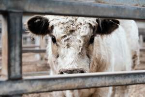 Captured at Victorian Livestock Exchange - Pakenham, Pakenham VIC Australia.