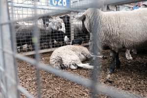 Captured at Victorian Livestock Exchange - Pakenham, Pakenham VIC Australia.