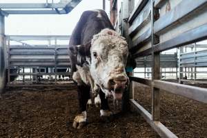 Captured at Victorian Livestock Exchange - Pakenham, Pakenham VIC Australia.