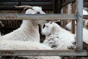 Captured at Victorian Livestock Exchange - Pakenham, Pakenham VIC Australia.