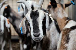 Captured at Victorian Livestock Exchange - Pakenham, Pakenham VIC Australia.