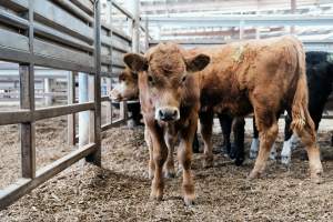 Captured at Victorian Livestock Exchange - Pakenham, Pakenham VIC Australia.