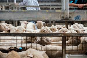 Captured at Victorian Livestock Exchange - Pakenham, Pakenham VIC Australia.