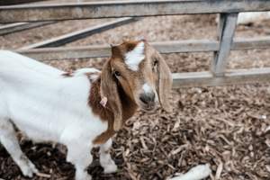 Captured at Victorian Livestock Exchange - Pakenham, Pakenham VIC Australia.