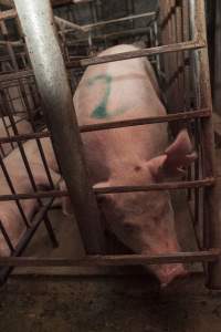 Sow stalls - Australian pig farming - Captured at Lansdowne Piggery, Kikiamah NSW Australia.