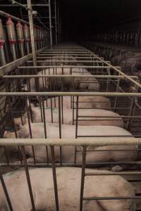 Sow stalls - Australian pig farming - Captured at Lansdowne Piggery, Kikiamah NSW Australia.