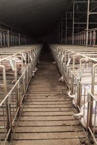 Looking down aisle between back of sow stalls - Australian pig farming - Captured at Lansdowne Piggery, Kikiamah NSW Australia.