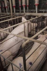 Sow sitting up in sow stall - Australian pig farming - Captured at Lansdowne Piggery, Kikiamah NSW Australia.