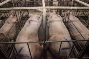 Sows lying in sow stalls - Four sow stalls visible side by side - Captured at Lansdowne Piggery, Kikiamah NSW Australia.