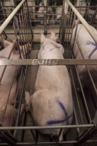 Cull written on bar of sow stall - Australian pig farming - Captured at Lansdowne Piggery, Kikiamah NSW Australia.