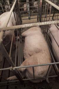 Sore foot written on bar of sow stall - Australian pig farming - Captured at Lansdowne Piggery, Kikiamah NSW Australia.