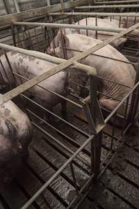 Sow urinating in sow stall - Back of stalls - Captured at Lansdowne Piggery, Kikiamah NSW Australia.