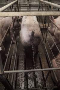 Sow urinating in sow stall - Back of stall - Captured at Lansdowne Piggery, Kikiamah NSW Australia.