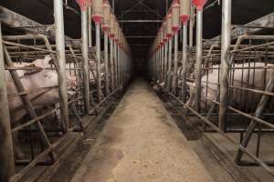 Looking down centre aisle of sow stall shed - Australian pig farming - Captured at Lansdowne Piggery, Kikiamah NSW Australia.