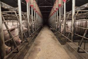 Looking down centre aisle of sow stall shed - Australian pig farming - Captured at Lansdowne Piggery, Kikiamah NSW Australia.