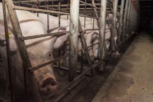 Sow looking at camera - Sow stalls - Captured at Lansdowne Piggery, Kikiamah NSW Australia.