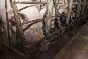 Sow stalls - Australian pig farming - Captured at Lansdowne Piggery, Kikiamah NSW Australia.