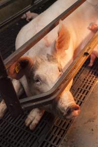 Farrowing crates at Lansdowne Piggery NSW - Australian pig farming - Captured at Lansdowne Piggery, Kikiamah NSW Australia.