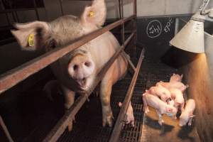 Farrowing crates at Lansdowne Piggery NSW - Australian pig farming - Captured at Lansdowne Piggery, Kikiamah NSW Australia.