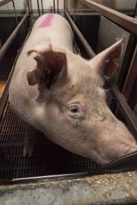 Farrowing crates at Lansdowne Piggery NSW - Large notches cut out of sow's ears - Captured at Lansdowne Piggery, Kikiamah NSW Australia.