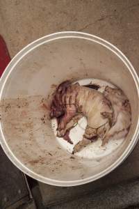 Dead piglets in bucket - Australian pig farming - Captured at Lansdowne Piggery, Kikiamah NSW Australia.