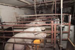 Farrowing crates at Lansdowne Piggery NSW - Australian pig farming - Captured at Lansdowne Piggery, Kikiamah NSW Australia.