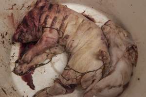 Dead piglets in bucket - Australian pig farming - Captured at Lansdowne Piggery, Kikiamah NSW Australia.