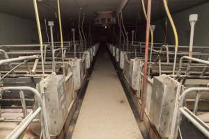 Looking down aisle of farrowing shed - Australian pig farming - Captured at Lansdowne Piggery, Kikiamah NSW Australia.