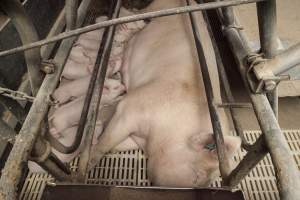 Farrowing crates at Lansdowne Piggery NSW - Australian pig farming - Captured at Lansdowne Piggery, Kikiamah NSW Australia.