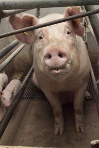 Farrowing crates at Lansdowne Piggery NSW - Australian pig farming - Captured at Lansdowne Piggery, Kikiamah NSW Australia.